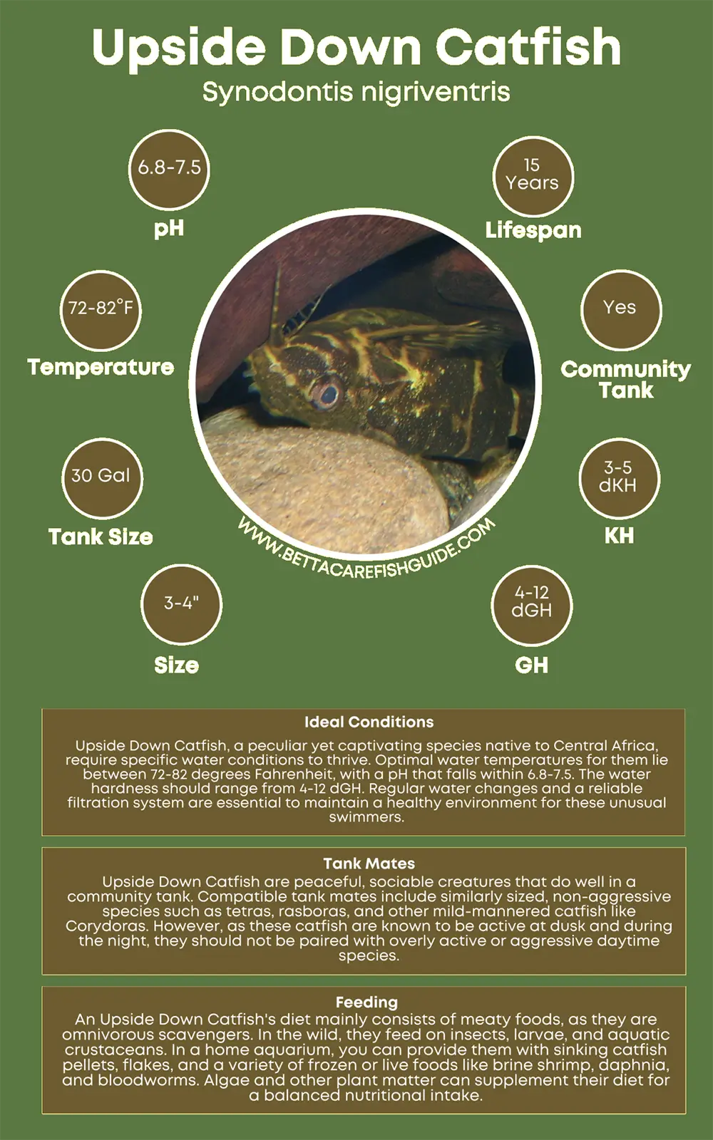 upside down catfish care sheet
