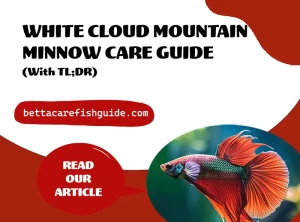 white cloud mountain minnow care guide