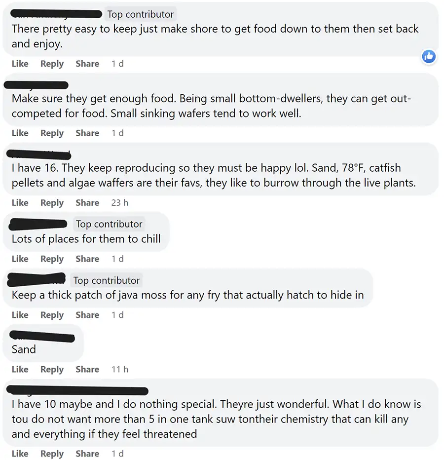 corydoras community thoughts 1