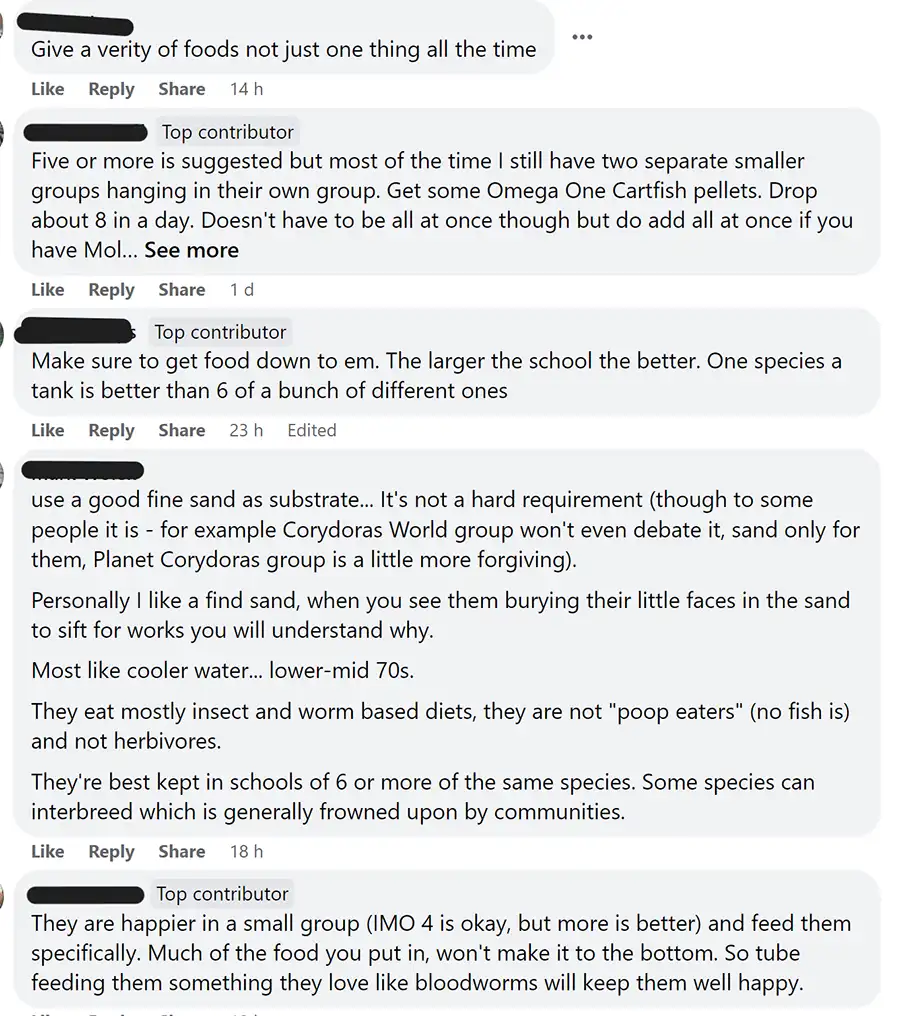 corydoras community thoughts 2