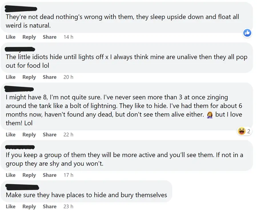 kuhli loach community thoughts 3