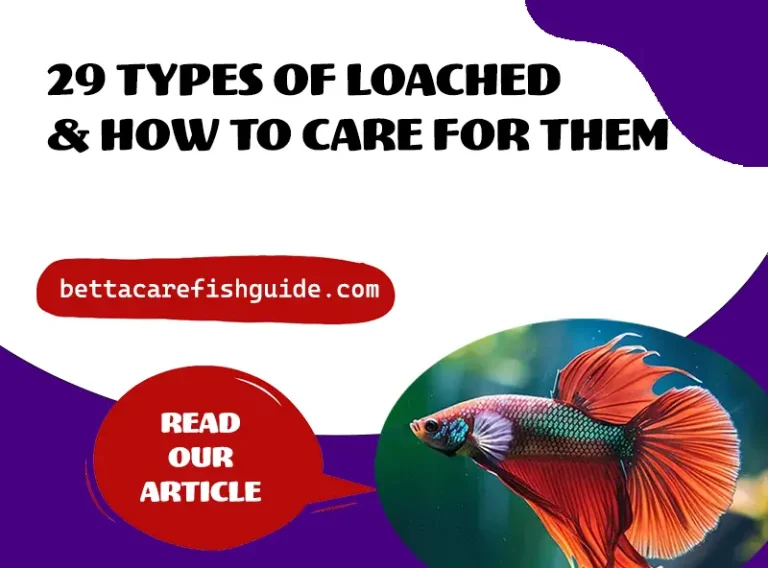 29 types of loaches & how to care for them