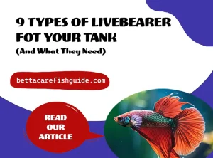 9 types of livebearer for your tank