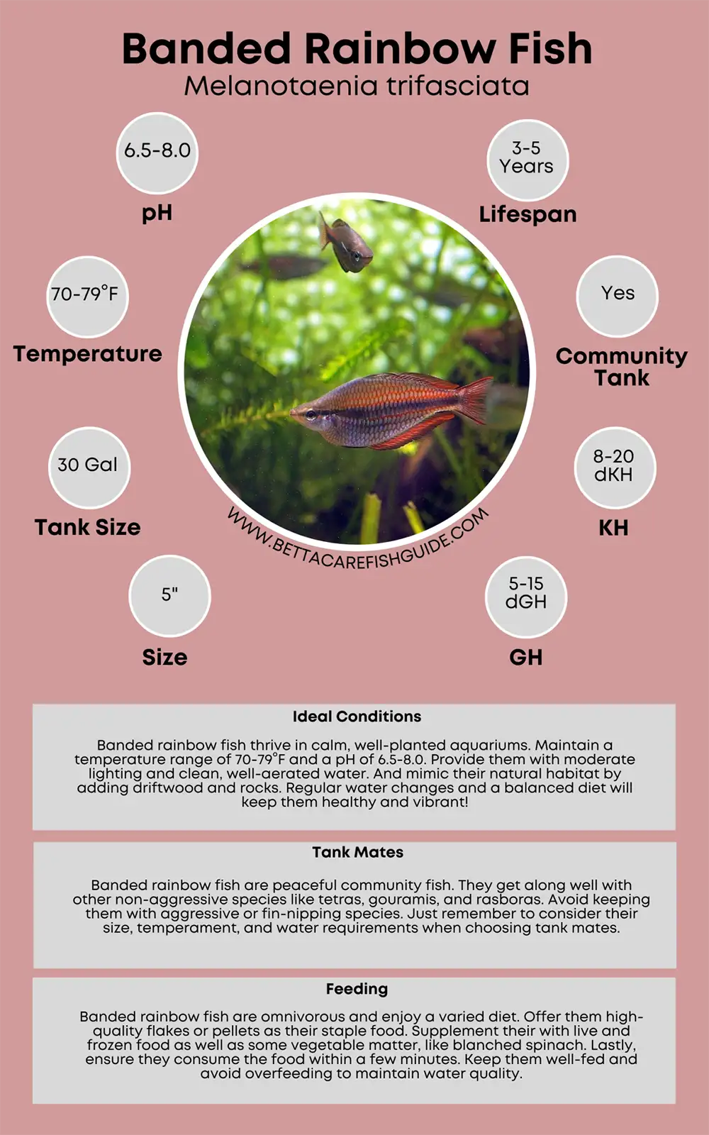 banded rainbow fish care sheet
