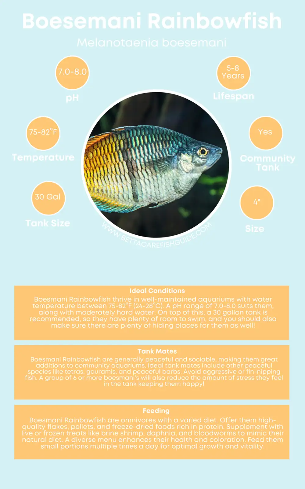 boesemani rainbowfish care sheet