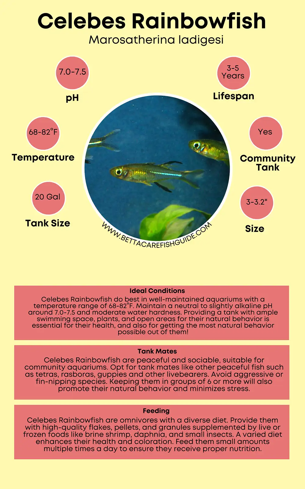 celebes rainbowfish care sheet