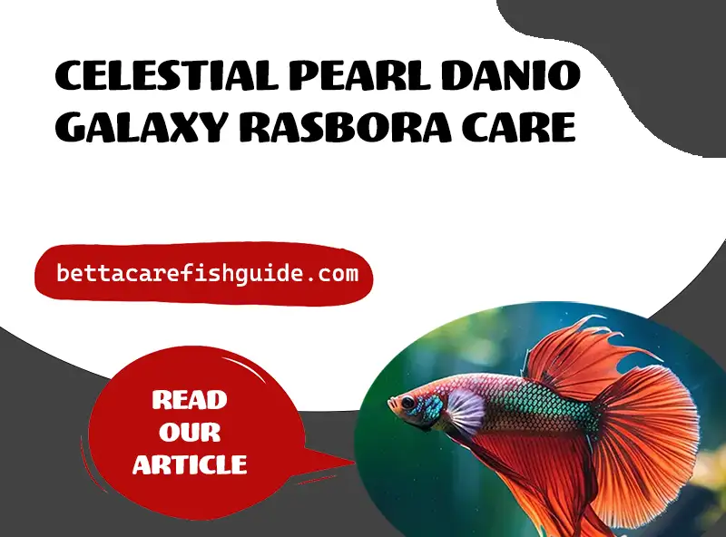 Celestial Pearl Danio/Galaxy Rasbora Care