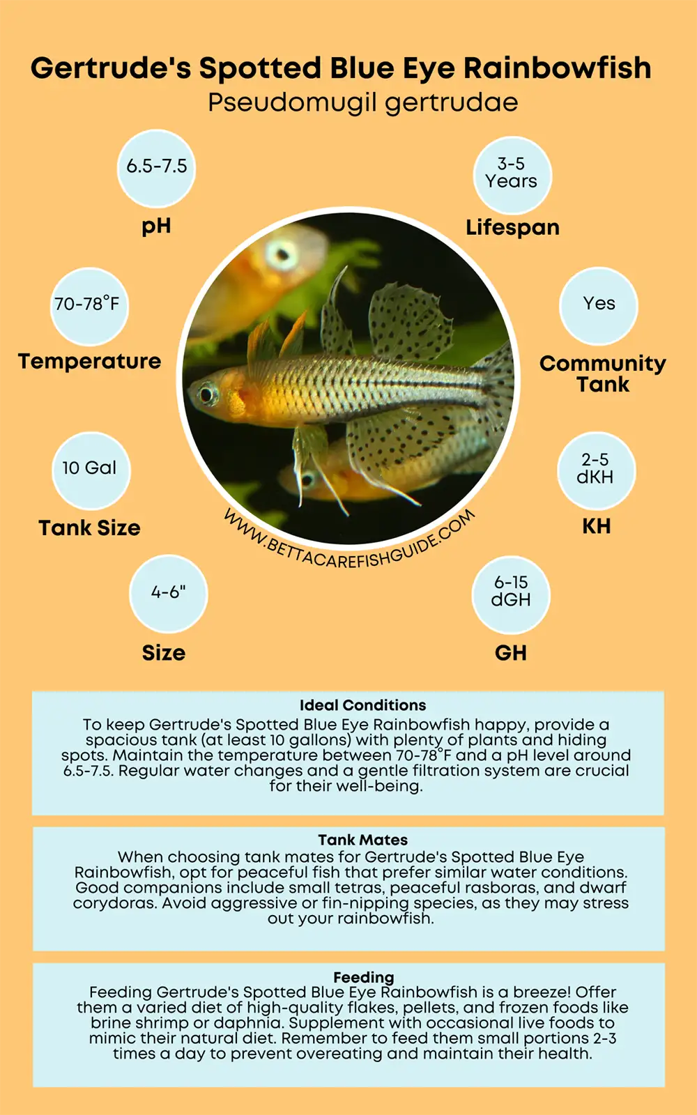 gertrude's spotted blue eye rainbowfish care sheet