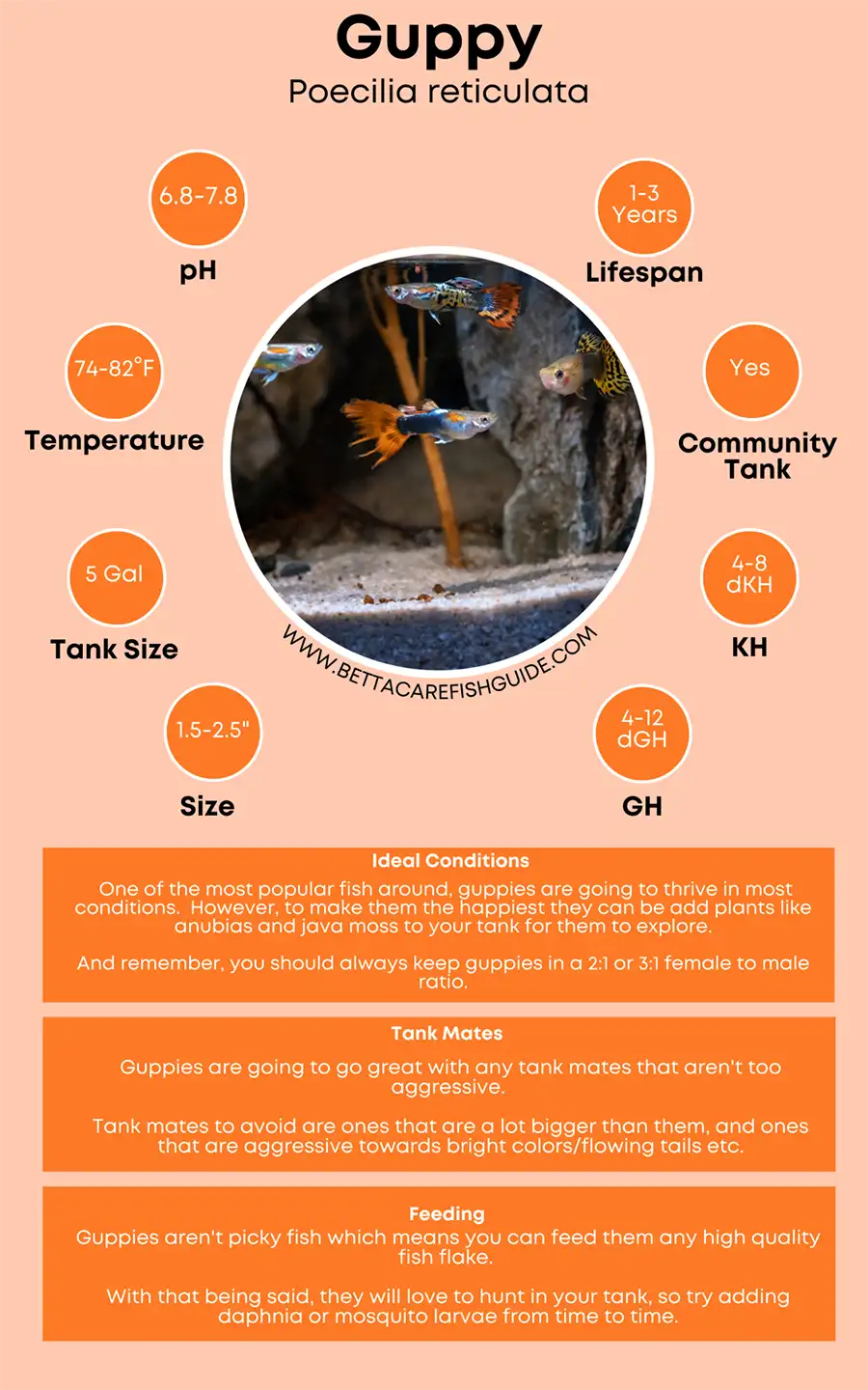 Guppy Care Sheet Big