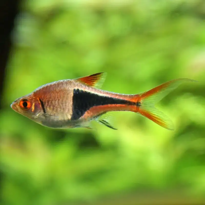 harlequin rasbora