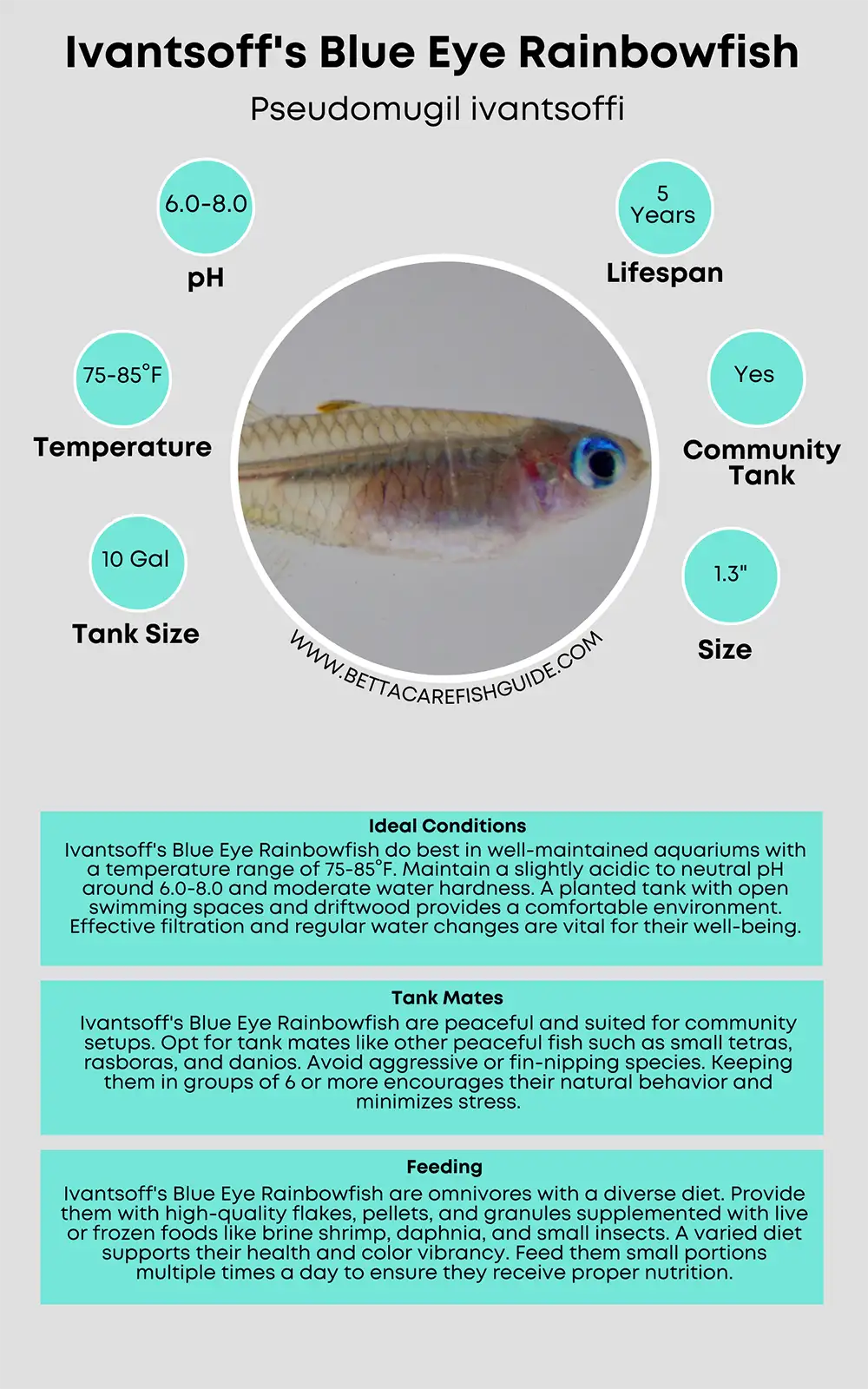 ivantsoff's blue eye rainbowfish care sheet