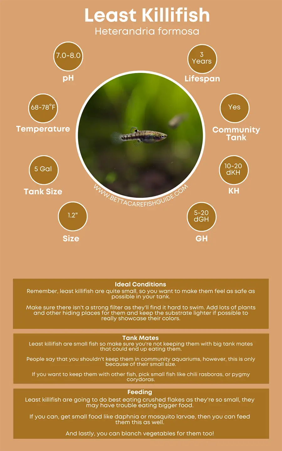 least killifish care sheet big