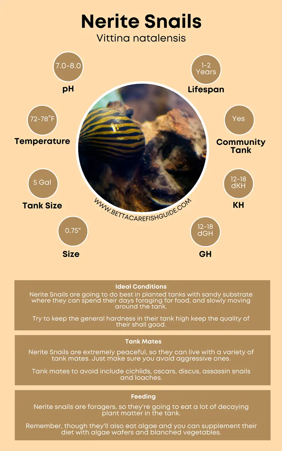Nerite Snails Care Sheet Big