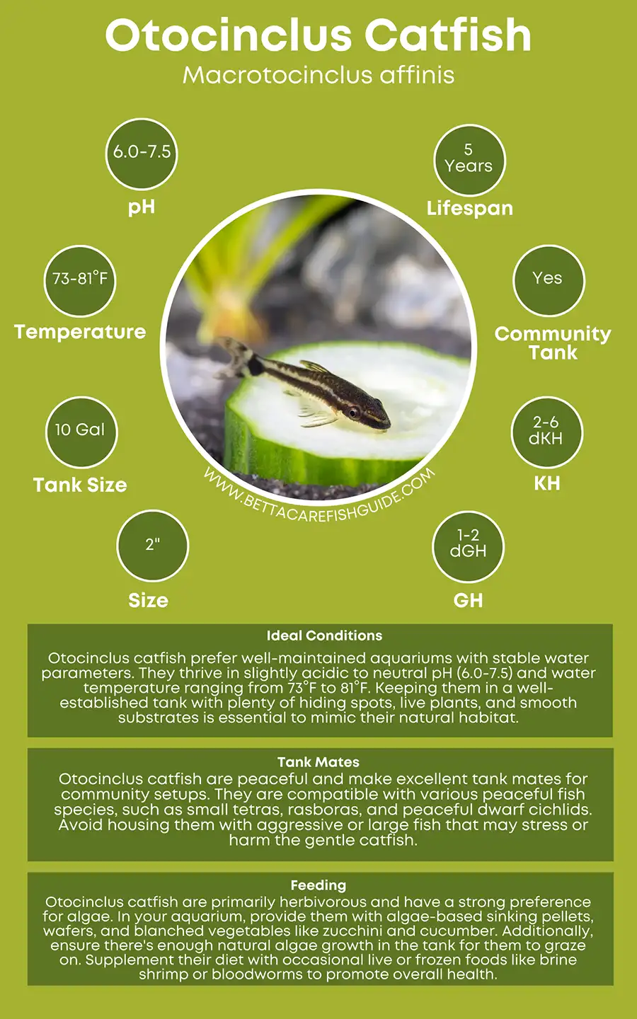 Otocinclus Catfish Care Sheet big
