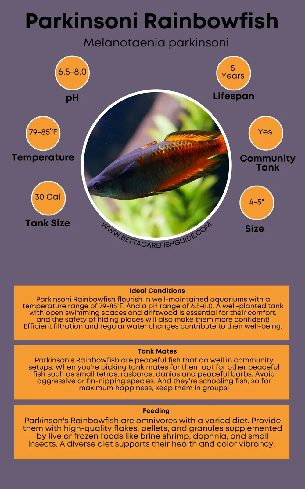 parkinsoni rainbowfish care sheet