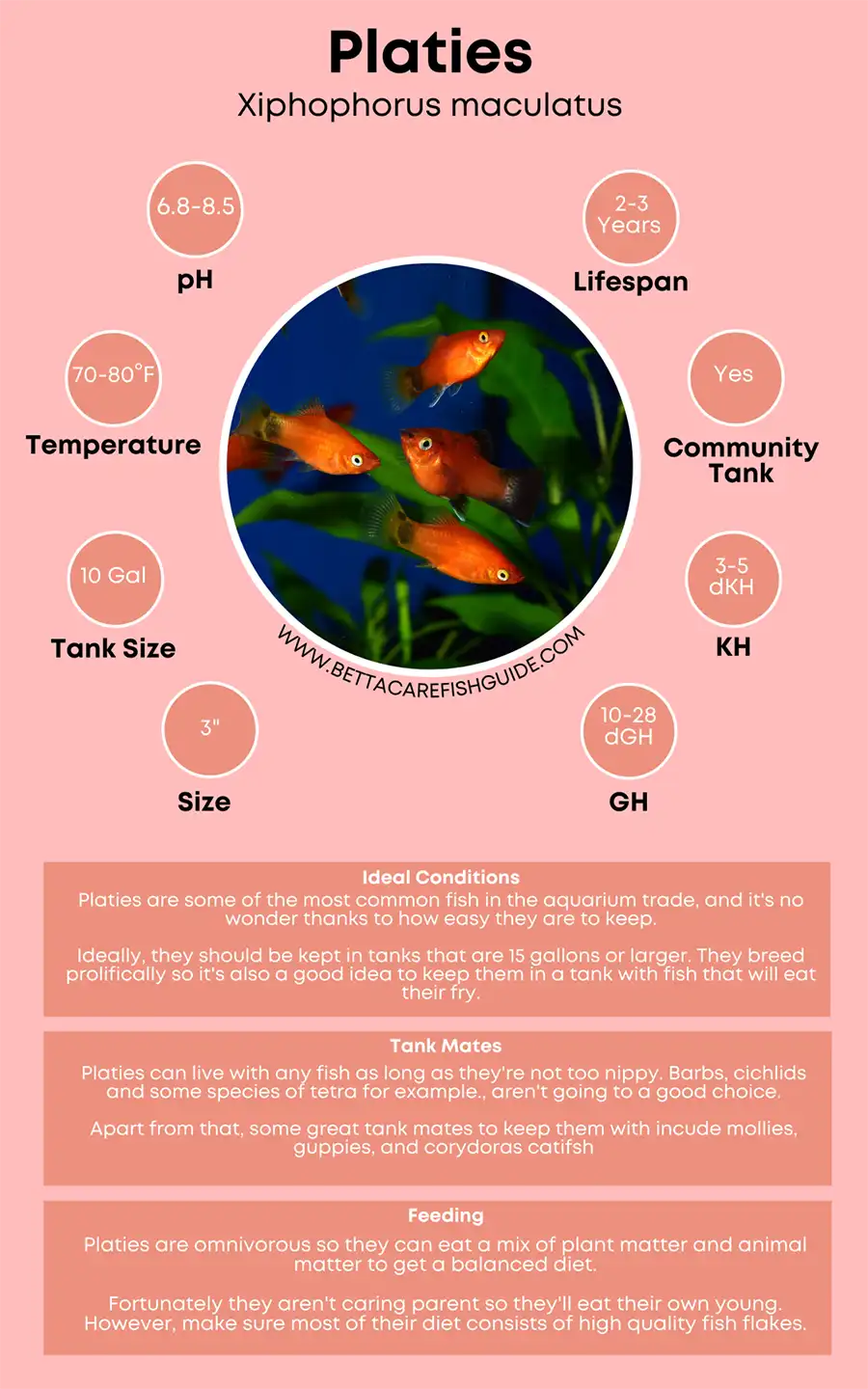 Platy care sheet Big