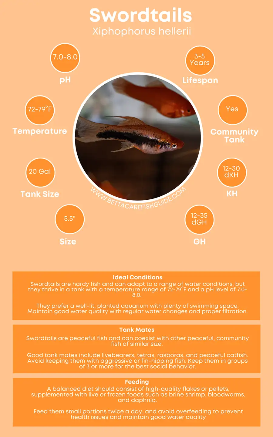 Swordtails Care Sheet Big