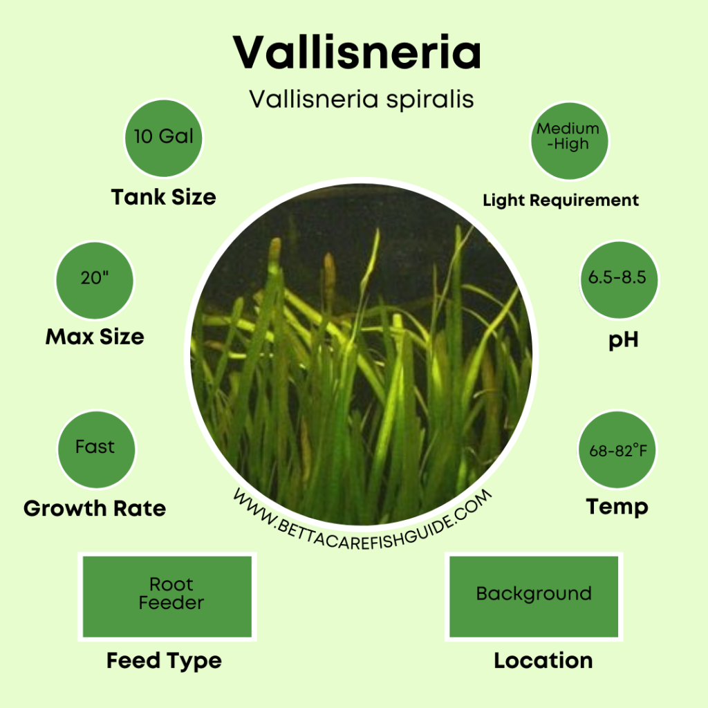 33 Best Aquarium Plants For Beginners & What They Need