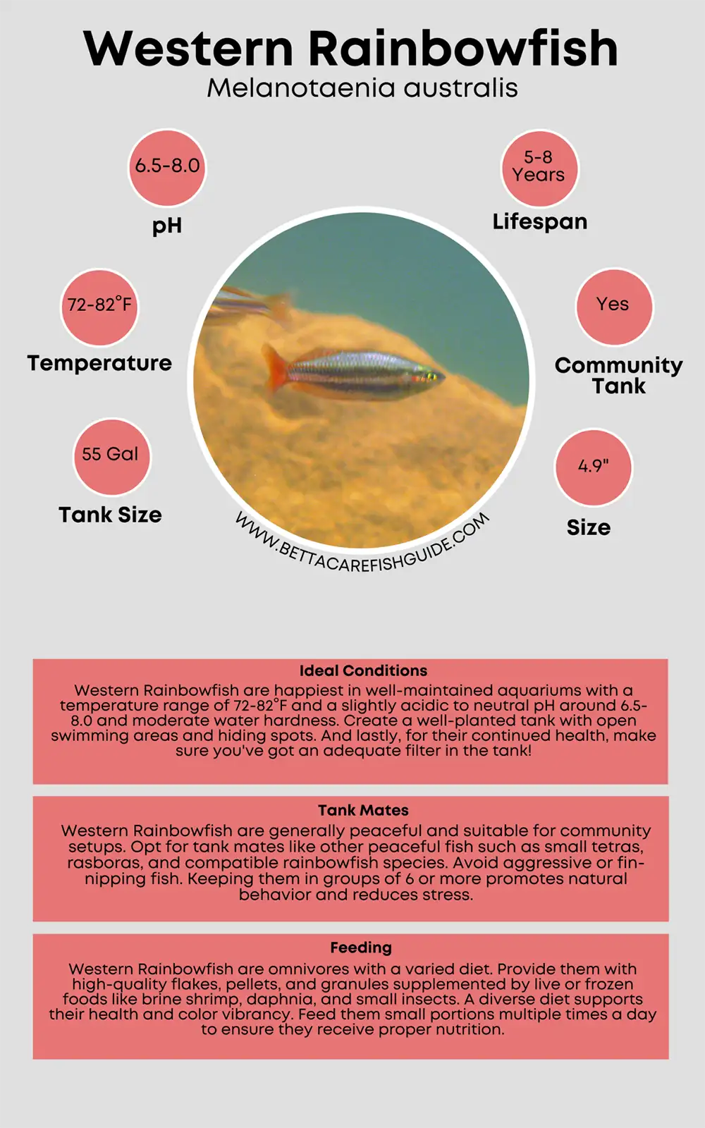 western rainbowfish care sheet
