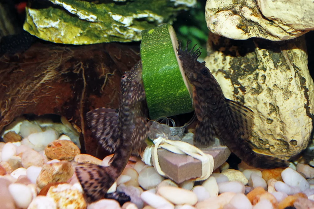 bristlenose pleco
