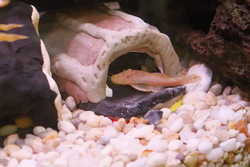 bristlenose pleco