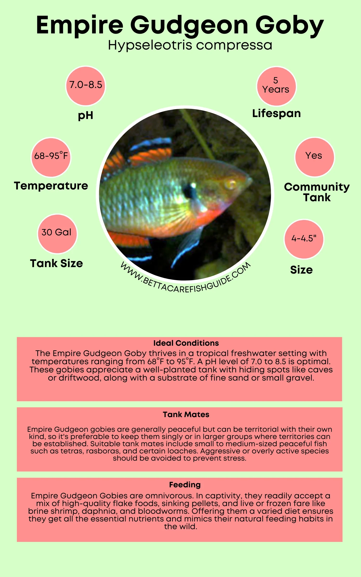 empire gudgeon goby care sheet