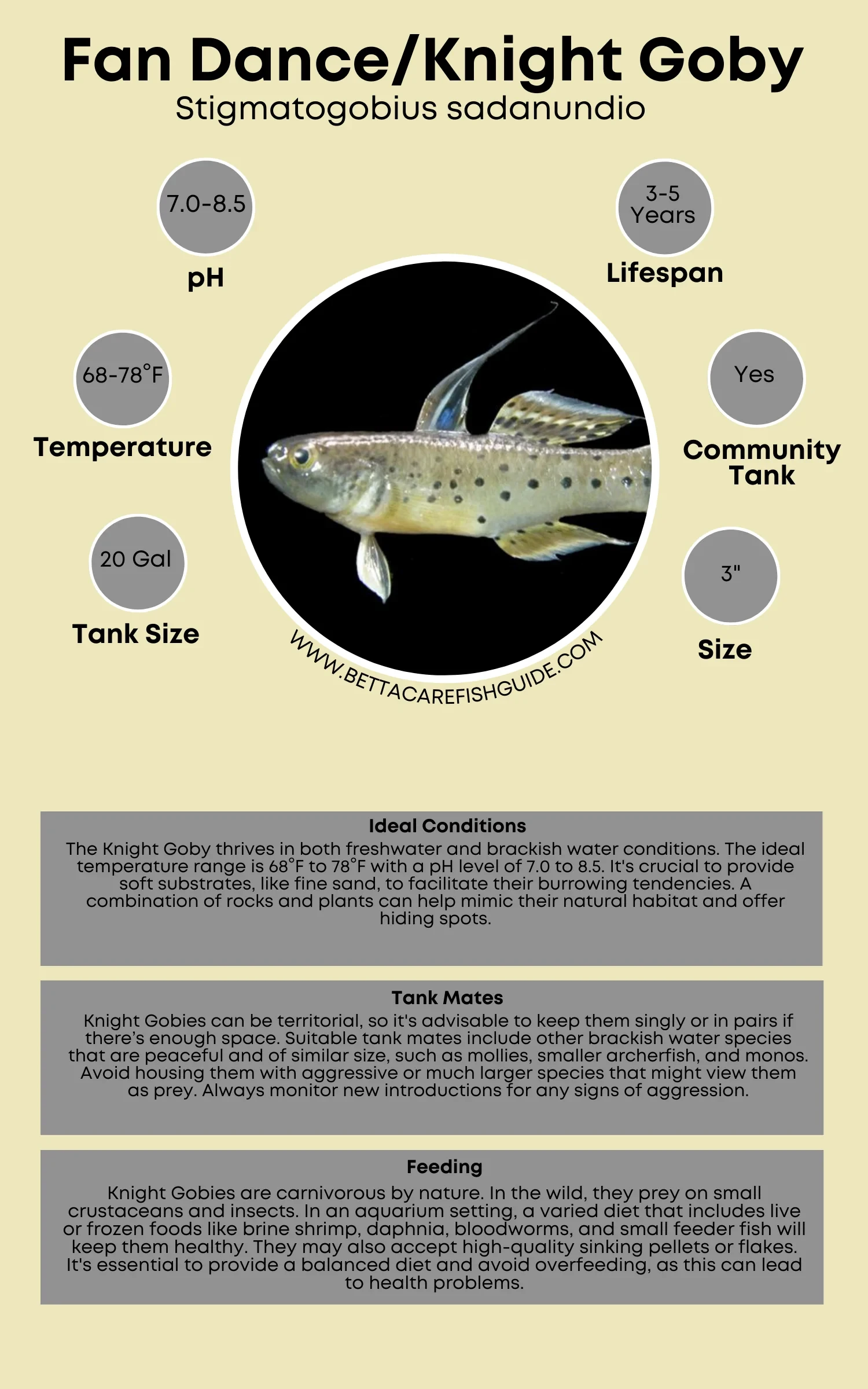 fan dance knight goby care sheet