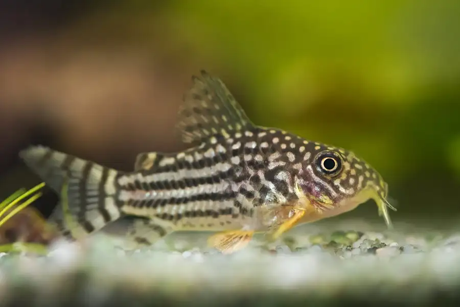 fish corydoras sterbai