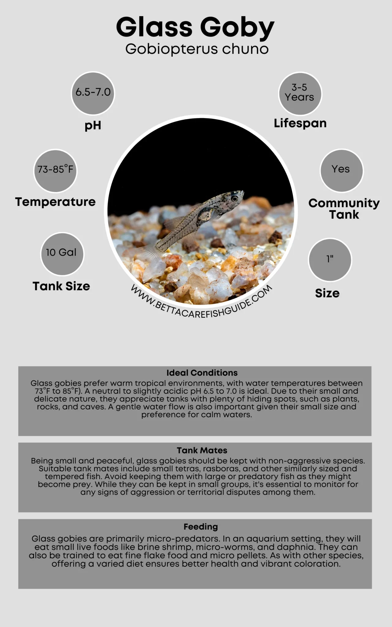 glass goby care sheet