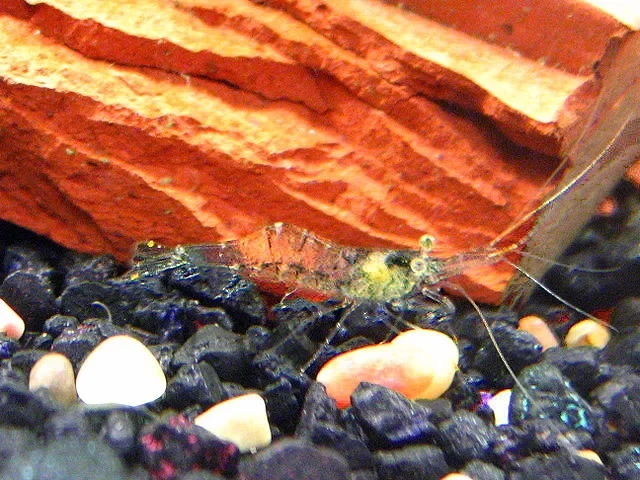 glass shrimp close