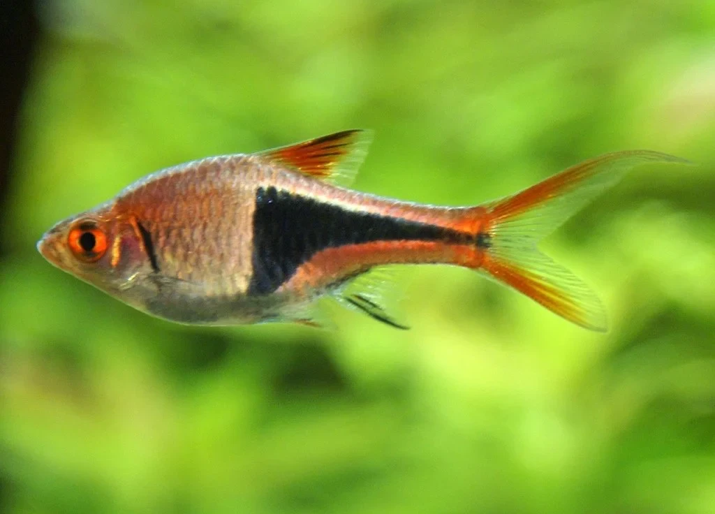harlequin rasbora