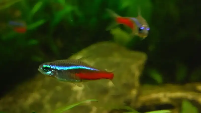 neon tetra