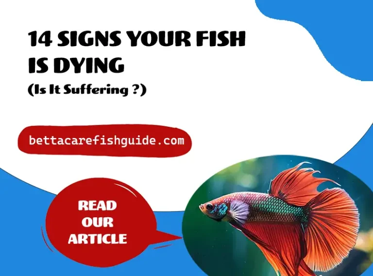 14 signs your fish is dying