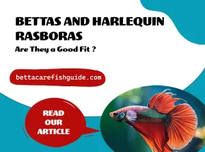 bettas and harlequin rasboras are they a good fit
