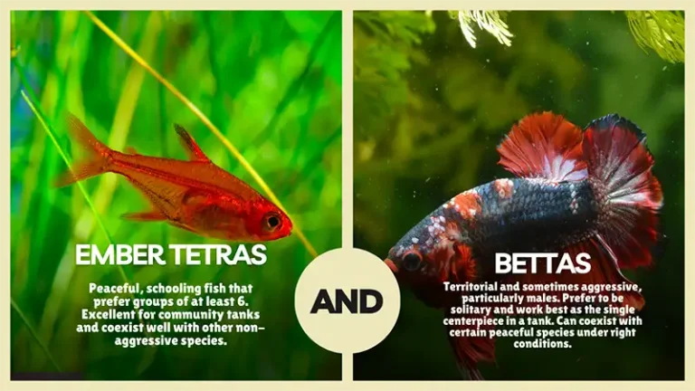 Ember Tetras And Bettas