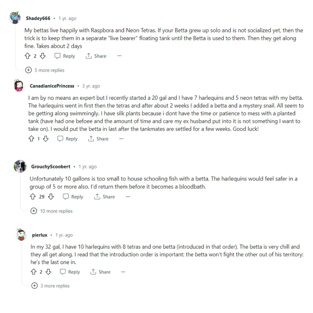 exchange about harlequin rasbora and bettas together