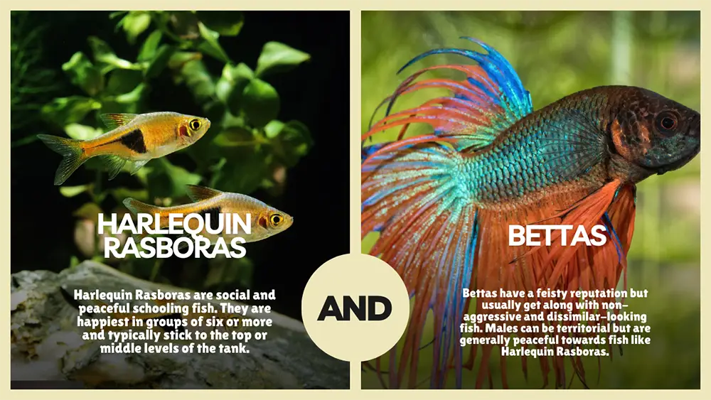 harlequin rasboras and bettas comparison