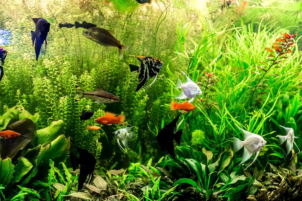 ttropical freshwater aquarium with fishes