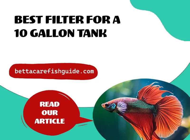 Best Filter For A 10 Gallon Tank
