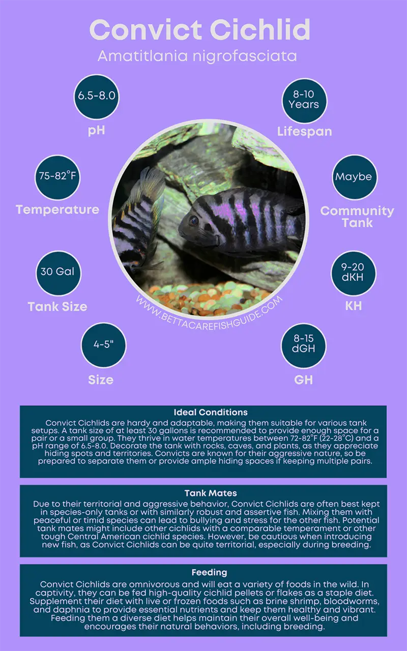 Convict Cichlid Caresheet convict cichlid caresheet inforgraphy