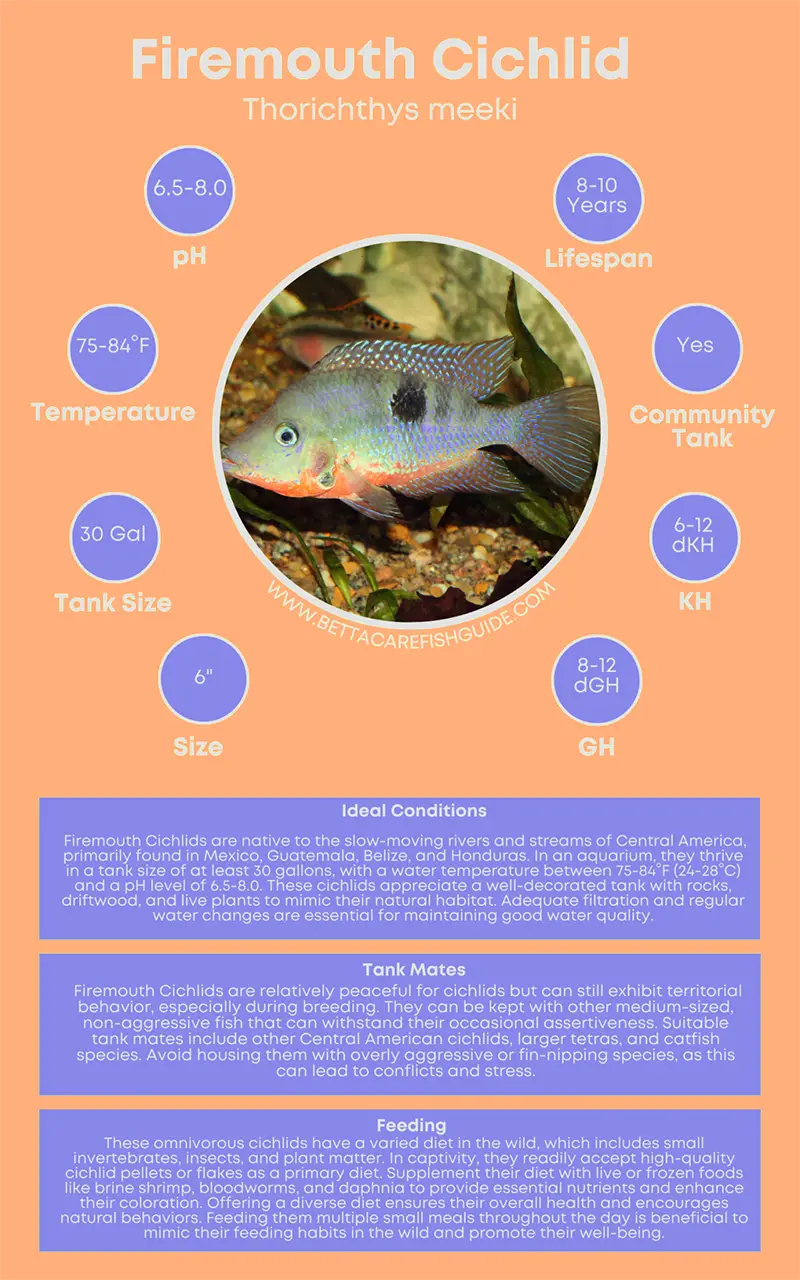 Firemouth Cichlid Caresheet firemouth cichlid caresheet