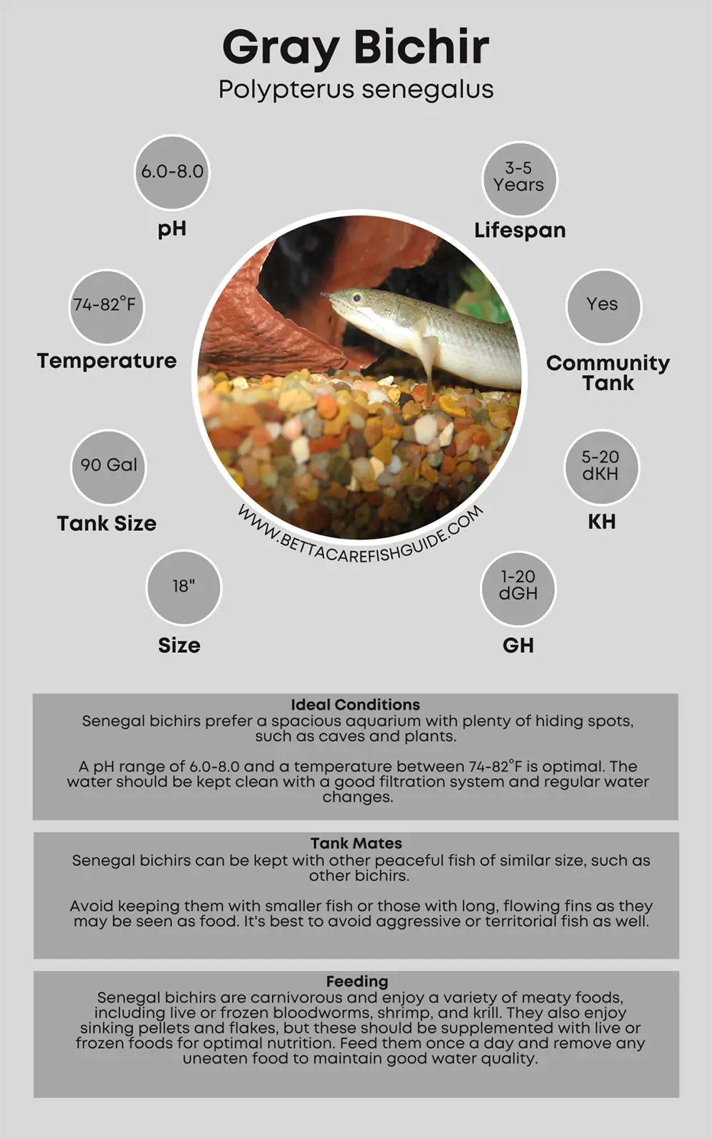 Gray Bichir Care Sheet Gray Bichir Care Sheet