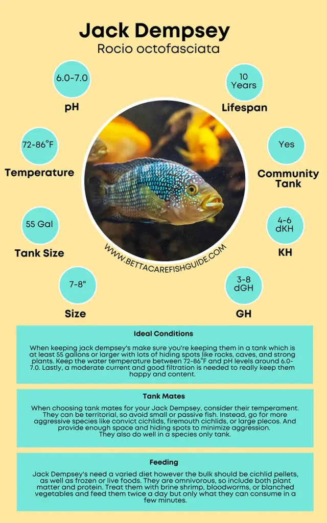 jack dempsey care sheet