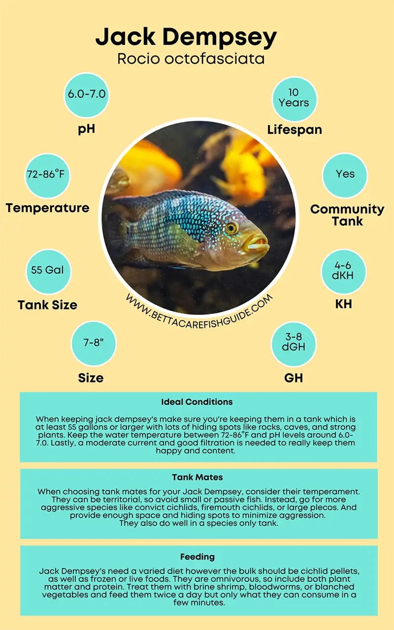 Jack Dempsey Care Sheet jack dempsey care sheet