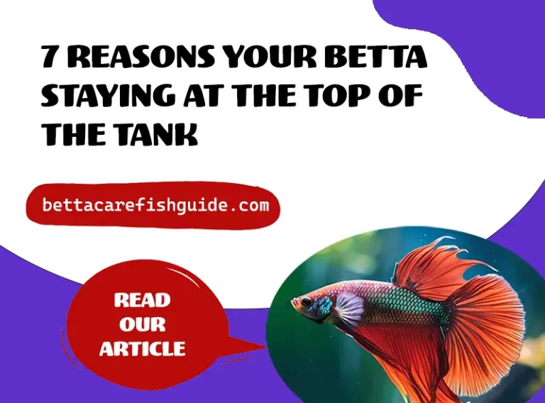 7 reasons your betta staying at the top of the tank