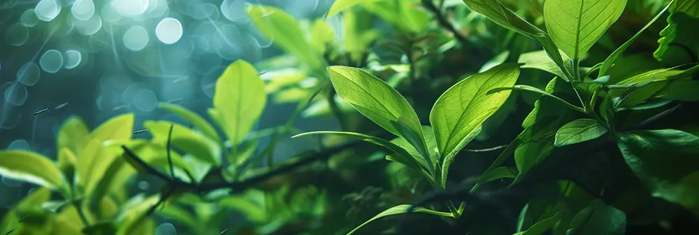 Benefits of Live Plants in Angelfish Tanks