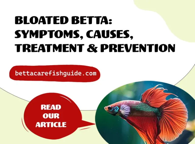 bloated betta symptoms, causes, treatment & prevention