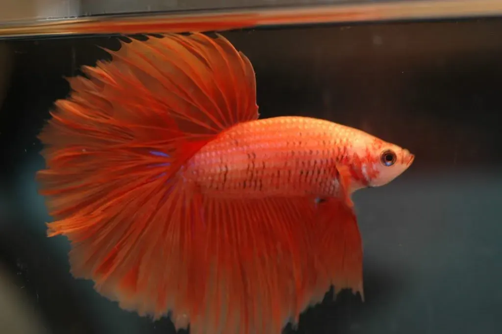 Orange Betta