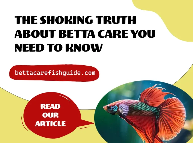 the shocking truth about betta care