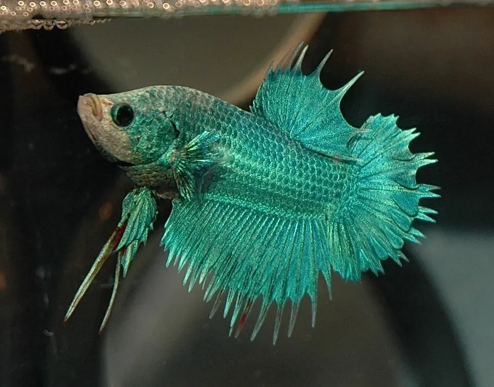 Turquoise Plakat Betta